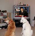 Dogs Watch Too!