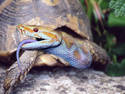 Snake Turtle Head