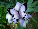 iris butterfly
