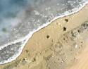 critter tracks on beach