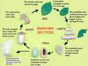 Silk worm life cycle