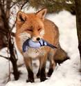 foxy loxy!