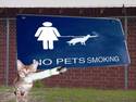 Cat Violates the rules