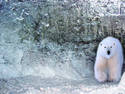  ~ Ice Cave Bear ~
