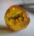 Goat in Amber