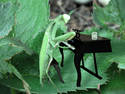 Piano Mantis