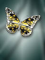 2 ct Butterfly brooch