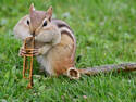 Jazz is my life