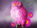 The charming pink owl :)