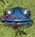 Boss Eyed Frog
