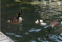 geese with baby swan?