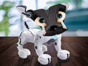 Scotch terrier