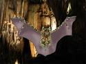 Wood Spider Bat