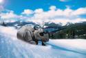 rhino winter olympics