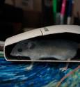Prototype Mouse