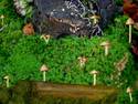 mushroom garden