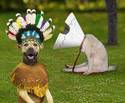 Indian Dogs