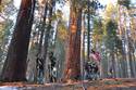 Redwood Revolution