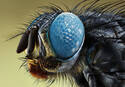 A Fly’s Eye