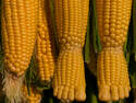 I got Corns on my Feet