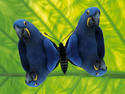 parrotfly