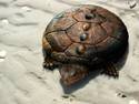 Rusty Turtle