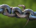 Chained snake