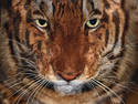 tiger cat