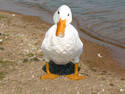 Duck Duck Swan