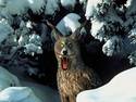 the dangerous wolf-owl