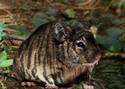 Tasmanian Tiger Mouse