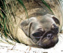  ~ Pug Faced Seal ~