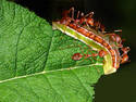 Caterpillar & ants