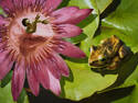 On a lotus