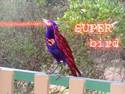 super bird