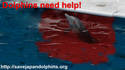 save dolphins