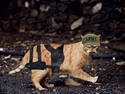 Old Army Cat
