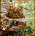 The Crown Frog... (upd)