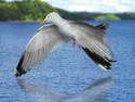 Flying Gull...