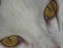 Cat Eyes (GIF)