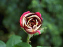 ugly rose