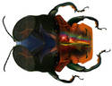 Missy Beetle