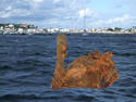 Rusty the Swan