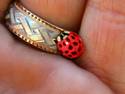 Ladybug ring...