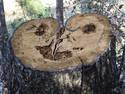 Face in the stump