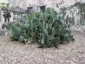 old cactus