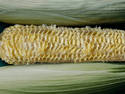 Corn OFF.. XD
