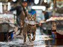 Thief Cat 