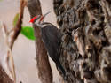 Micose's Woodpecker