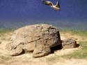turtle rock!